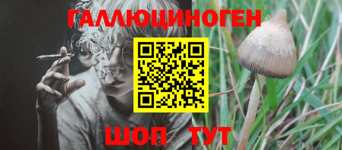 Псилоцибиновые грибы Cubensis Тверь
